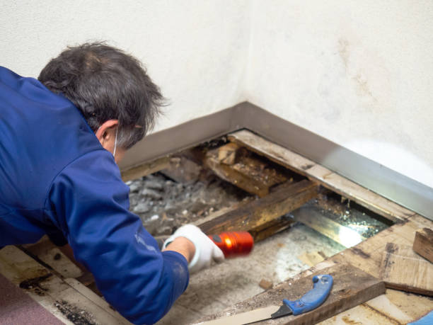 Best HVAC Mold Remediation in Altamont, KS