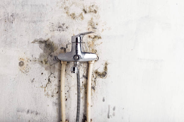 Best Black Mold Remediation in Altamont, KS
