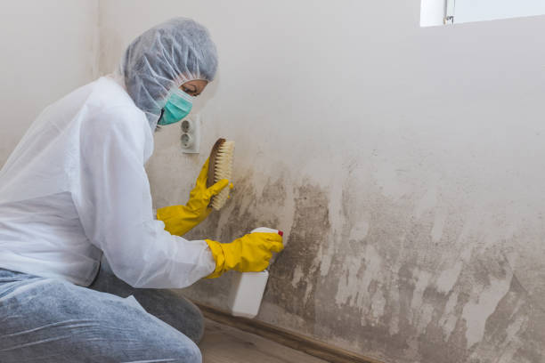 Best Industrial Mold Remediation in Altamont, KS