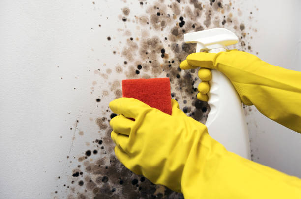 Best Health and Safety Mold Remediation in Altamont, KS