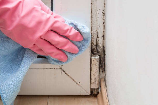 Best Commercial Mold Remediation in Altamont, KS